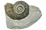 Aegocrioceras Heteromorph Ammonite - Germany #293080-1